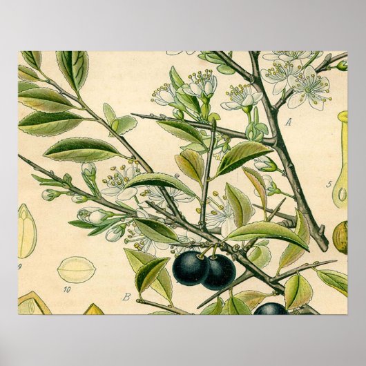 Antiek Blackthorn Botanische Print Bloembes (Voorkant)