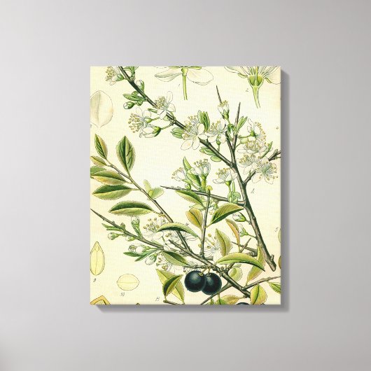Antiek Blackthorn Botanische Print Bloembes (Voorkant)