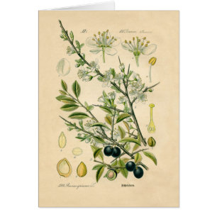 Antiek Blackthorn Botanische Print Bloembes