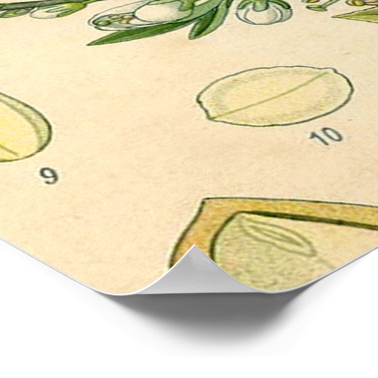 Antiek Blackthorn Botanische Print Bloembes (Hoek)