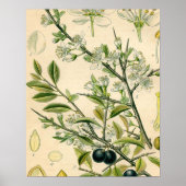 Antiek Blackthorn Botanische Print Bloembes (Voorkant)