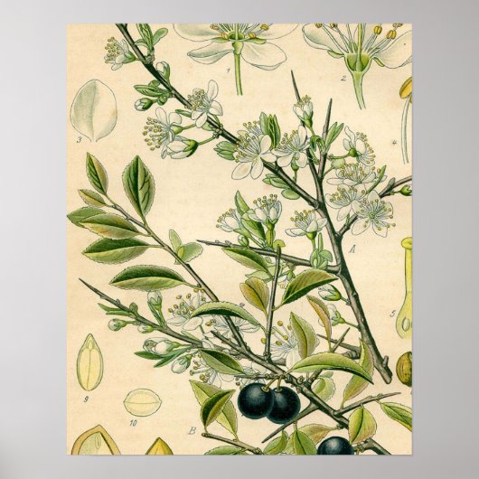 Antiek Blackthorn Botanische Print Bloembes (Voorkant)