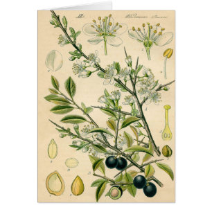 Antiek Blackthorn Botanische Print Bloembes