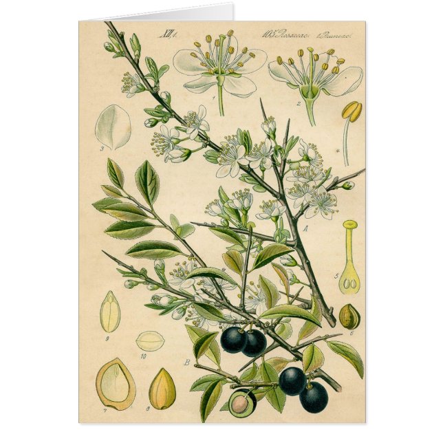 Antiek Blackthorn Botanische Print Bloembes (Voorkant)