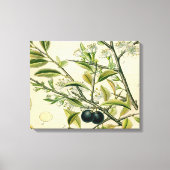 Antiek Blackthorn Botanische Print Bloembes (Voorkant)