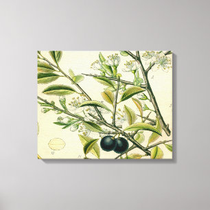 Antiek Blackthorn Botanische Print Bloembes