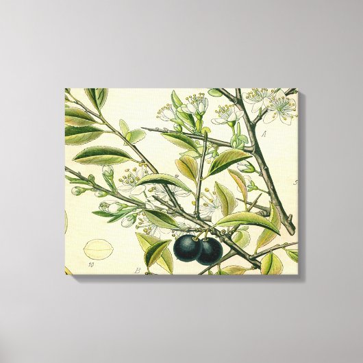 Antiek Blackthorn Botanische Print Bloembes (Voorkant)