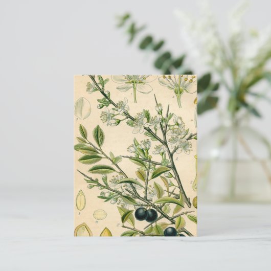 Antiek Blackthorn Botanische Print Bloembes Briefkaart (Staand voorkant)