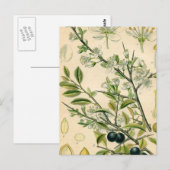 Antiek Blackthorn Botanische Print Bloembes Briefkaart (Voorkant / Achterkant)