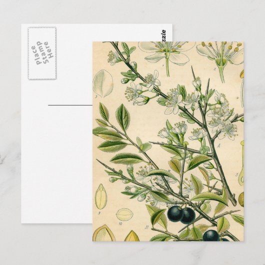 Antiek Blackthorn Botanische Print Bloembes Briefkaart (Voorkant / Achterkant)