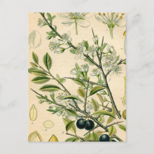 Antiek Blackthorn Botanische Print Bloembes Briefkaart