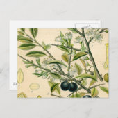 Antiek Blackthorn Botanische Print Bloembes Briefkaart (Voorkant / Achterkant)