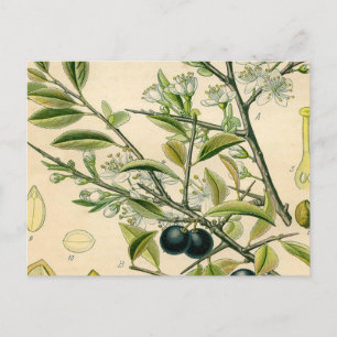 Antiek Blackthorn Botanische Print Bloembes Briefkaart