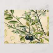 Antiek Blackthorn Botanische Print Bloembes Briefkaart (Voorkant)