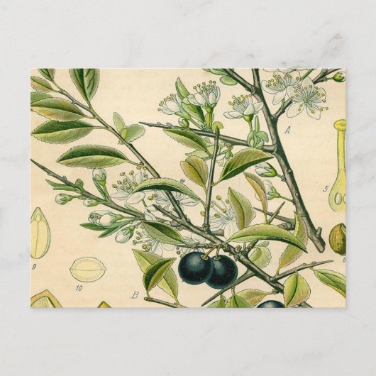 Antiek Blackthorn Botanische Print Bloembes Briefkaart (Voorkant)