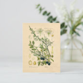 Antiek Blackthorn Botanische Print Bloembes Briefkaart (Staand voorkant)