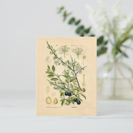 Antiek Blackthorn Botanische Print Bloembes Briefkaart (Staand voorkant)