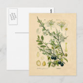 Antiek Blackthorn Botanische Print Bloembes Briefkaart (Voorkant / Achterkant)