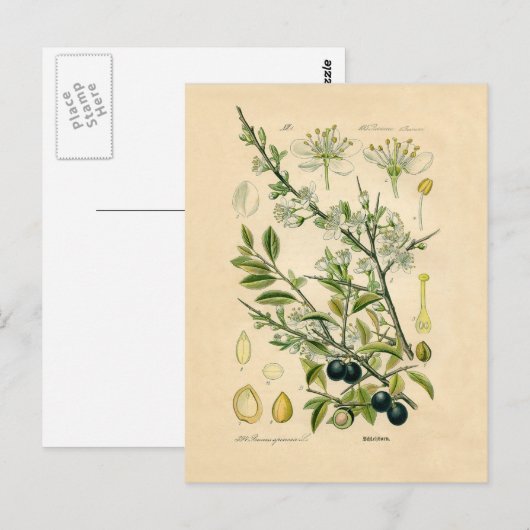 Antiek Blackthorn Botanische Print Bloembes Briefkaart (Voorkant / Achterkant)