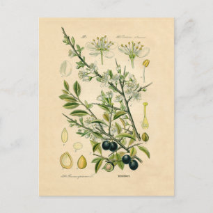 Antiek Blackthorn Botanische Print Bloembes Briefkaart