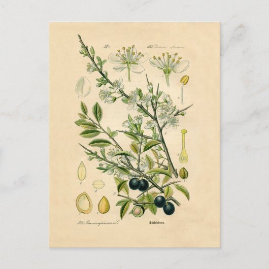 Antiek Blackthorn Botanische Print Bloembes Briefkaart (Voorkant)