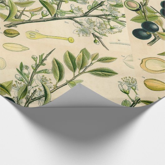 Antiek Blackthorn Botanische Print Bloembes Cadeaupapier (Hoek)