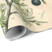 Antiek Blackthorn Botanische Print Bloembes Cadeaupapier (Rol Hoek)