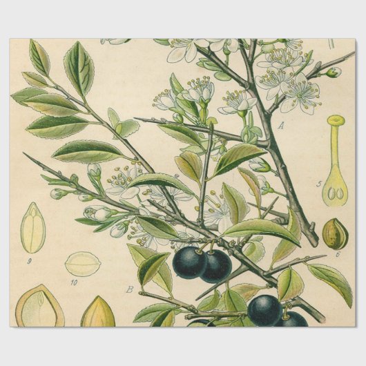 Antiek Blackthorn Botanische Print Bloembes Cadeaupapier (Vlak)