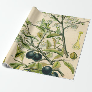 Antiek Blackthorn Botanische Print Bloembes Cadeaupapier