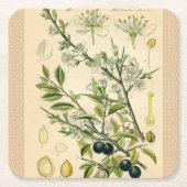 Antiek Blackthorn Botanische Print Bloembes Kartonnen Onderzetters (Voorkant)