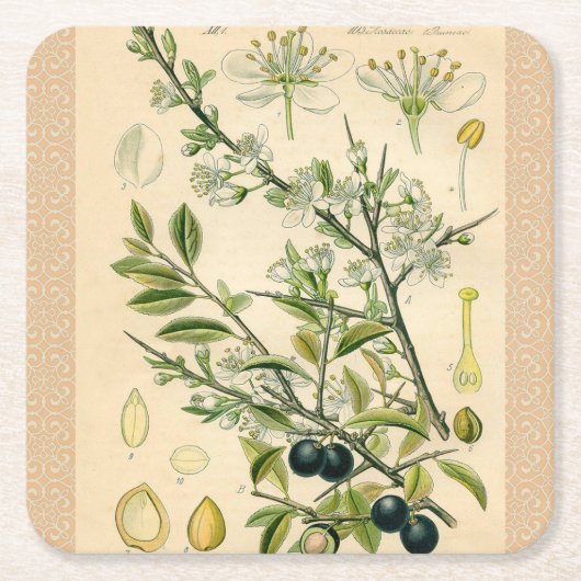 Antiek Blackthorn Botanische Print Bloembes Kartonnen Onderzetters (Voorkant)