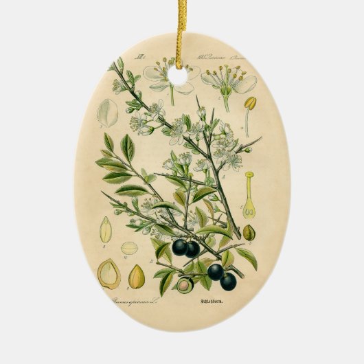Antiek Blackthorn Botanische Print Bloembes Keramisch Ornament (Voorkant)