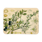 Antiek Blackthorn Botanische Print Bloembes Magneet (Horizontaal)