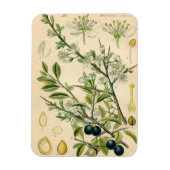 Antiek Blackthorn Botanische Print Bloembes Magneet (Verticaal)