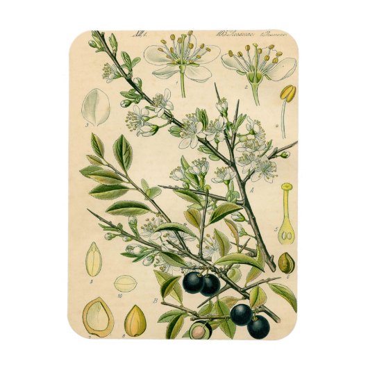 Antiek Blackthorn Botanische Print Bloembes Magneet (Verticaal)