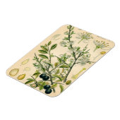 Antiek Blackthorn Botanische Print Bloembes Magneet (Linkerzijde)