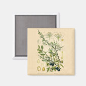Antiek Blackthorn Botanische Print Bloembes Magneet (Voorkant / Achterkant)