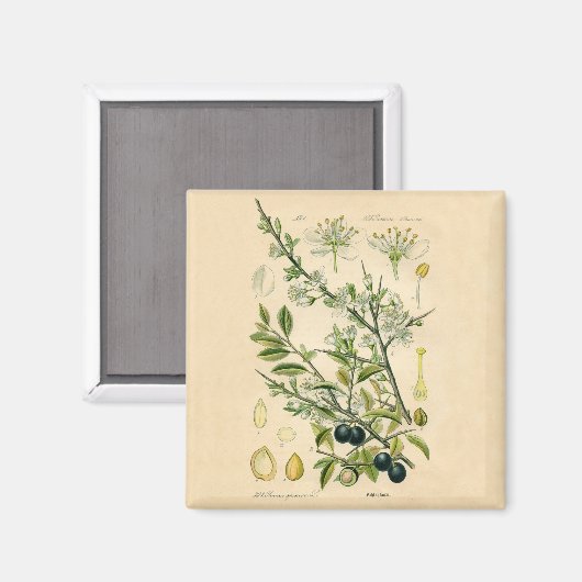 Antiek Blackthorn Botanische Print Bloembes Magneet (Voorkant / Achterkant)