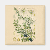 Antiek Blackthorn Botanische Print Bloembes Magneet (Voorkant)