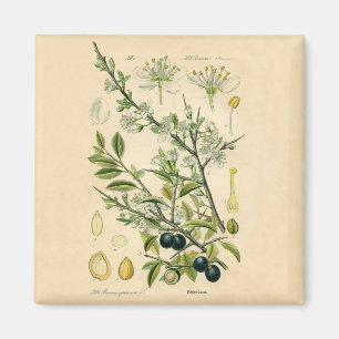Antiek Blackthorn Botanische Print Bloembes Magneet