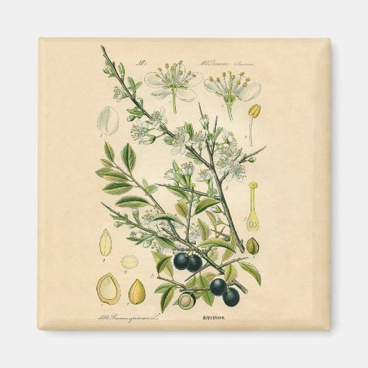 Antiek Blackthorn Botanische Print Bloembes Magneet (Voorkant)
