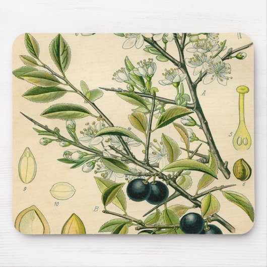 Antiek Blackthorn Botanische Print Bloembes Muismat (Voorkant)