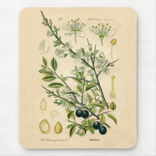 Antiek Blackthorn Botanische Print Bloembes Muismat (Voorkant)