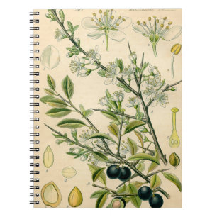 Antiek Blackthorn Botanische Print Bloembes Notitieboek