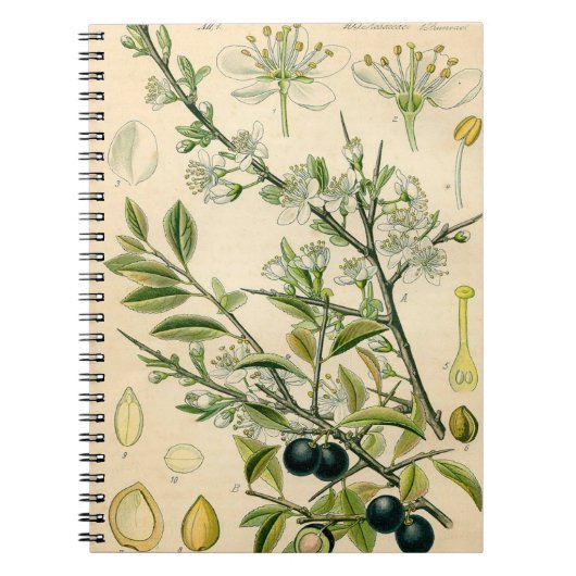 Antiek Blackthorn Botanische Print Bloembes Notitieboek (Voorkant)