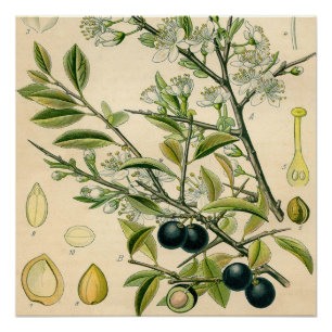 Antiek Blackthorn Botanische Print Bloembes Poster