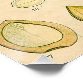 Antiek Blackthorn Botanische Print Bloembes Poster (Hoek)