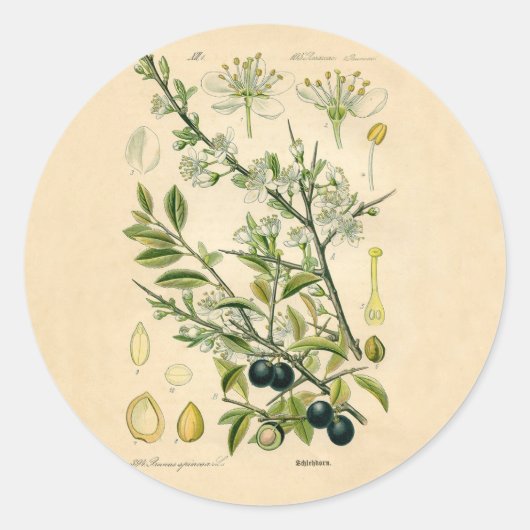 Antiek Blackthorn Botanische Print Bloembes Ronde Sticker (Voorkant)