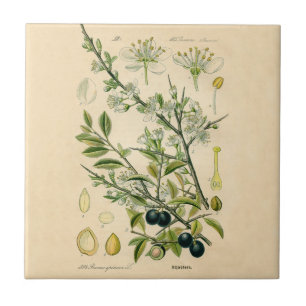 Antiek Blackthorn Botanische Print Bloembes Tegeltje