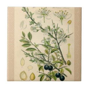 Antiek Blackthorn Botanische Print Bloembes Tegeltje
